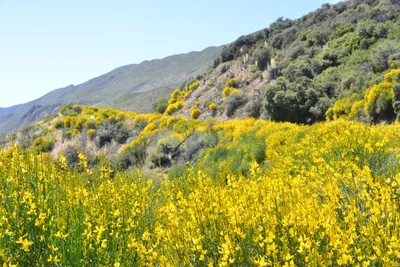 DSC_7313 (Large).JPG